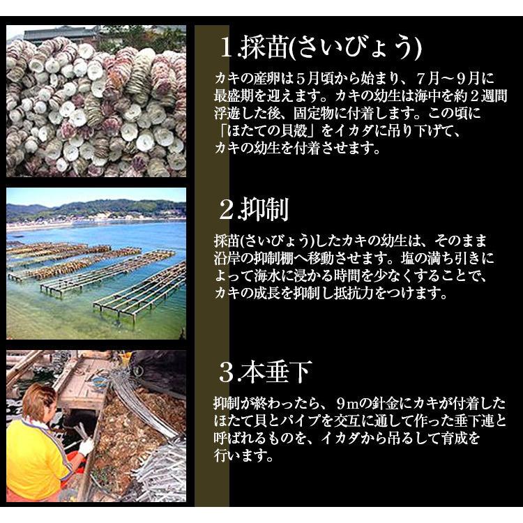 爆買 セール 牡蠣 かき 広島 ますよね 2Lサイズ ジャンボ 広島かき 剥身1kg 正味850g 約30粒 広島産 清浄海域産 生牡蠣 亜鉛 グリコーゲン 個凍 加熱用 | ますよね | 12