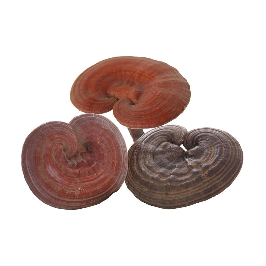 プレミアム 霊芝 180粒 長野県産 国産 赤霊芝 サプリメント 打錠 酪酸