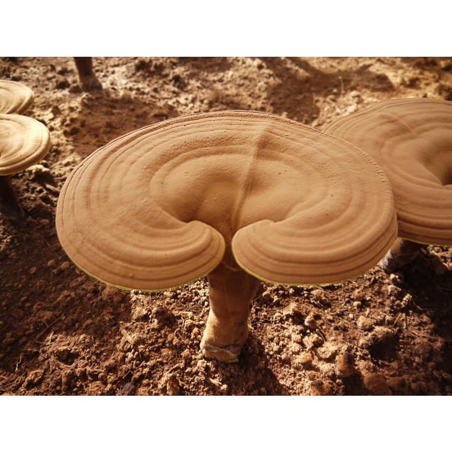 プレミアム 霊芝 180粒 長野県産 国産 赤霊芝 サプリメント 打錠 酪酸