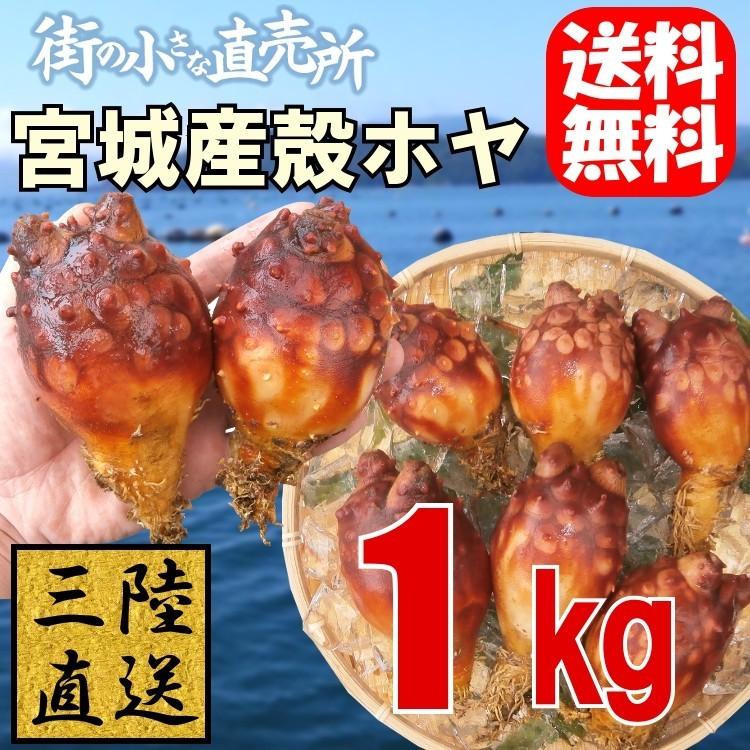 4月日頃 出荷予定 三陸産 殻付ほや 生食用 1kg 送料無料 お酒のつまみにピッタリ 殻ホヤ 海鞘 ホヤ 貝 復興支援 父の日ギフト Hoya 1kg 街の小さな直売所 通販 Yahoo ショッピング