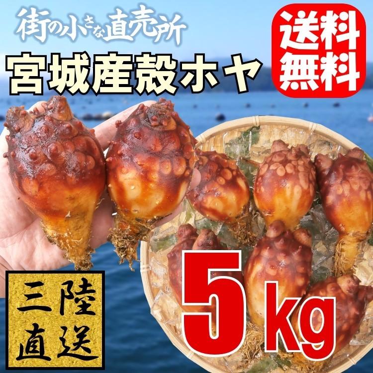 4月20日頃〜出荷予定 三陸産 殻付ほや(生食用)5kg【送料無料】お酒のつまみにピッタリ♪殻ホヤ/海鞘/ホヤ　貝/復興支援【父の日ギフト】｜maticyoku