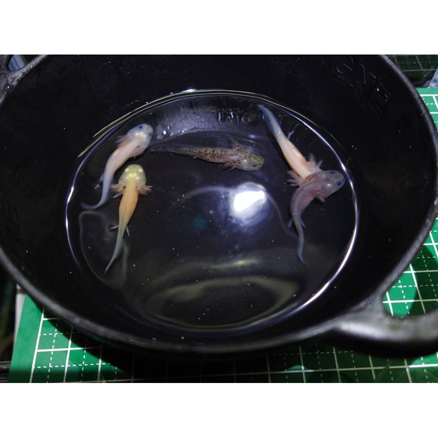 ウーパールーパー 5〜6cm 5色セット（アルビノ・ゴールデン・リューシ 