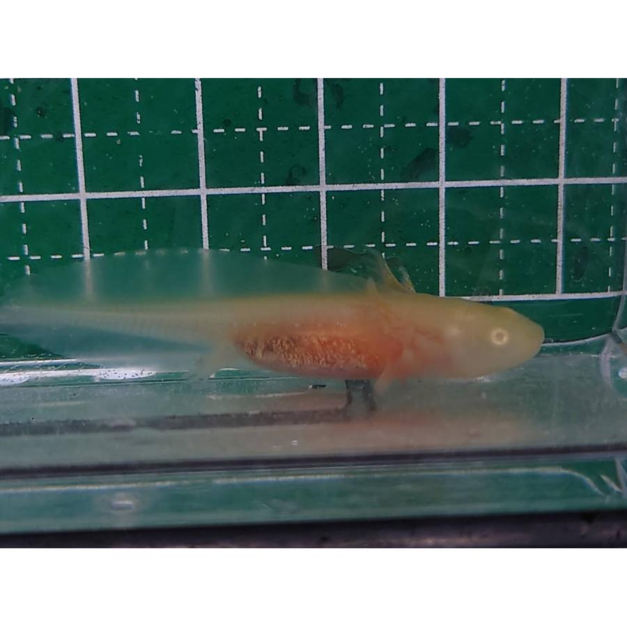 ウーパールーパー 5〜6cm 5色セット（アルビノ・ゴールデン・リューシ 
