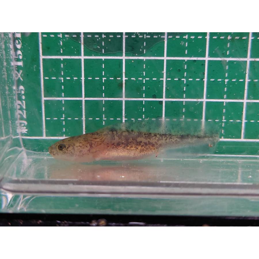 ウーパールーパー 5〜6cm 5色セット（アルビノ・ゴールデン・リューシ 