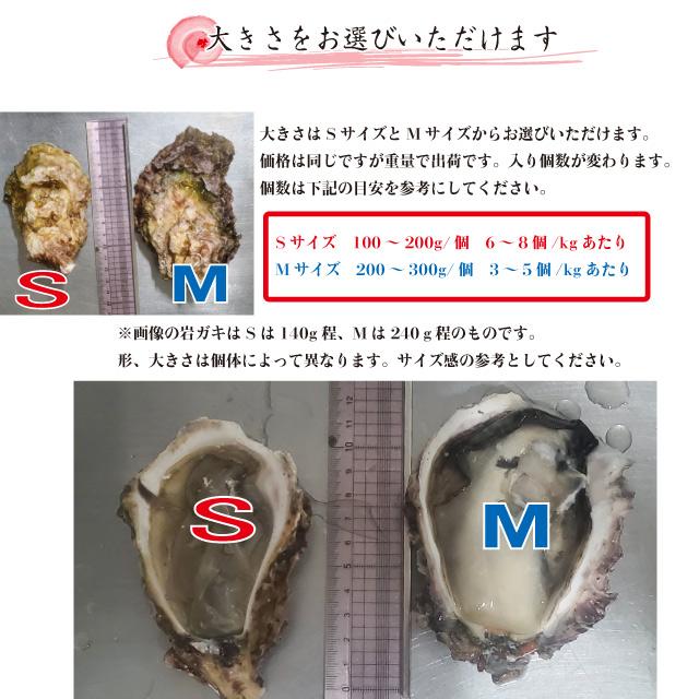 岩牡蠣 殻付き牡蠣 産地直送 長崎県 九十九島産 4kg 大きさ選べます  生食用 送料無料 旬 活 かき 生ガキ 松かき |  | 05