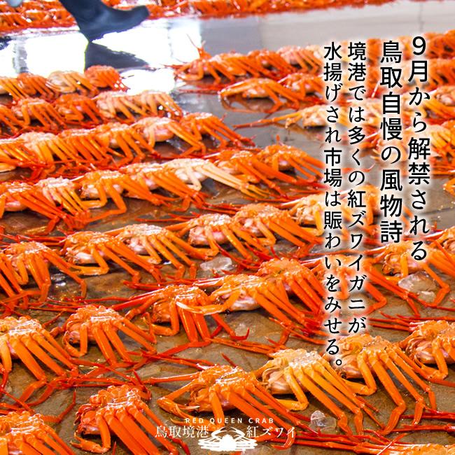 かに 境港 紅ズワイガニ 姿1kg［2-3杯］新物 漁解禁 冷蔵 浜ゆで ゆでがに チルド ベニズワイガニ 日本海 鳥取県産［産直 海鮮ギフト］の画像