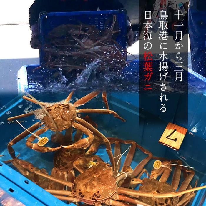 【〜6/6まで出品】 松葉蟹 かに 松葉ガニ 特大800g×2尾セット 活ガニ 生き蟹 鳥取県産 ブランドタグ付きマツバガニ ズワイガニ［お歳暮 2023 ギフト 御歳暮］ 【Y1168068127】(41718円)