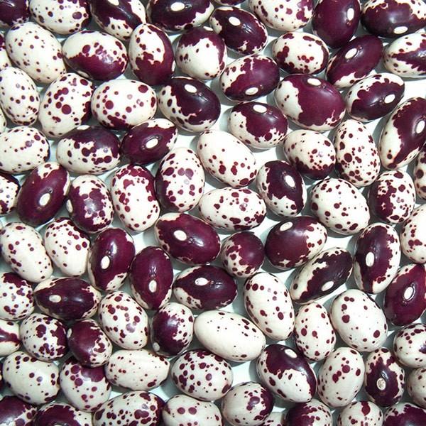 紅しぼり豆 (500g) 北海道産 【メール便対応】 : 松葉屋 - 通販