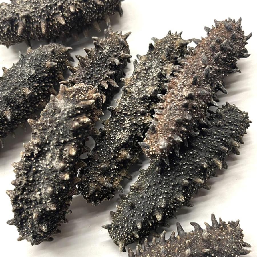 乾燥ナマコ (250g) ＜5Lサイズ/約20g〜＞ 北海道産 : 松葉屋 - 通販 