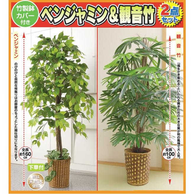 限定販売 ベンジャミン＆観音竹 特別2個セット 大型 観葉植物店舗や 観音竹   観葉植物 2メートルサイズ