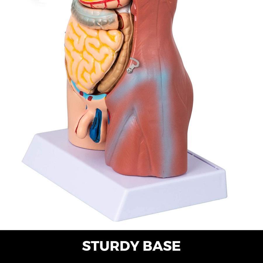 人体モデル 人体模型 17インチ トルソー解剖モデル 高品質模型 23個 ヒューマントルソー 骨格 解剖模型 医学研究｜matsuda-yonyon-store｜05