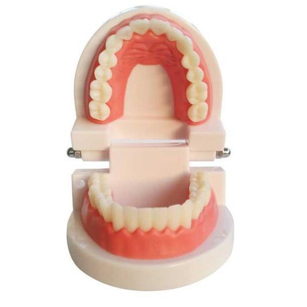 歯模型 歯列模型 歯模型 実物大 モデル 180度 開閉式 歯ブラシ セット子供 歯を磨くことを学ぶ 歯科病院 学校などでの指導 教育 人体模型｜matsuda-yonyon-store｜05