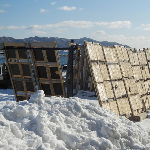 天然磯海苔　漁師手作り　寒海苔　岩海苔　海苔　2パック 天然磯海苔 漁師手作り 寒海苔 岩海苔 海苔 2パック 【公式通販】