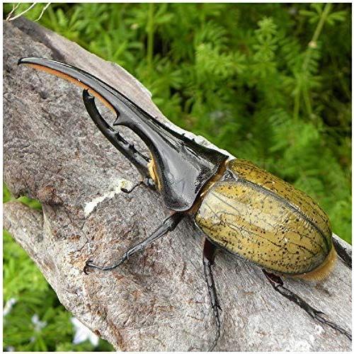 日本製 むしや本舗 ヘラクレスオオカブト成虫 オス大型の140mm 143mm ヘラクレスヘラクレス 昆虫 カブトムシ ペット生体 最適な価格 Sachigeo Com
