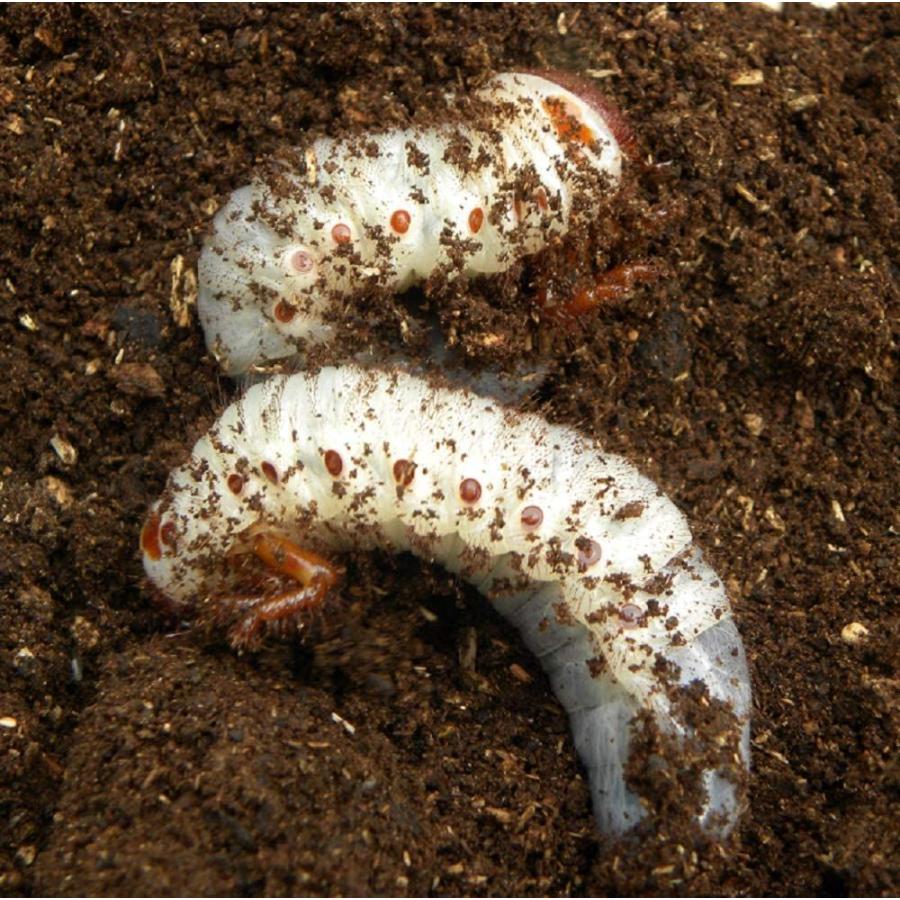 100 の保証 むしや本舗 ヘラクレスオオカブト ヘラクレスヘラクレス 3令初期幼虫オスメスペア 生体 高い品質 Jeannesauve Org