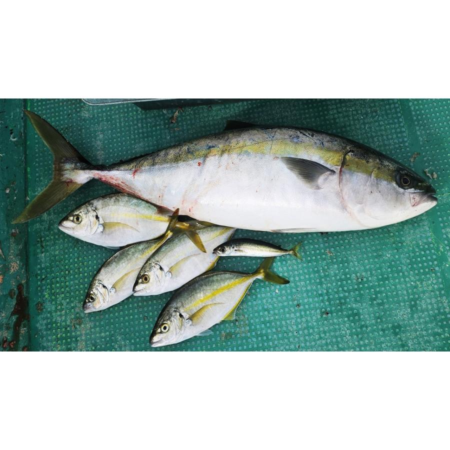 オールラウンダー赤青一撃190 LIGHT 船用 ロッド : 松尾知典釣具 オールラウンダー赤青一撃190 LIGHT 船用 ロッド : 松尾知典釣具