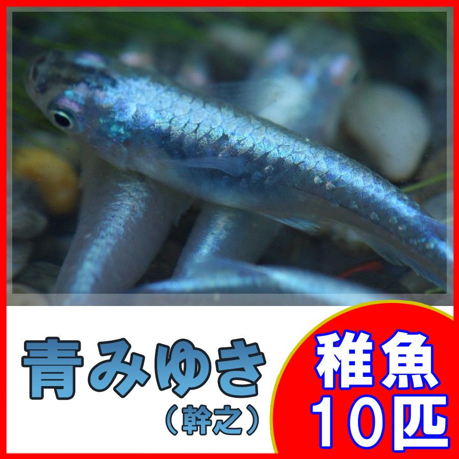 メダカ 青みゆき 幹之 めだか 未選別 稚魚 Ss Sサイズ 10匹セット Aomiss10 祭りめだか ヤフーショッピング店 通販 Yahoo ショッピング