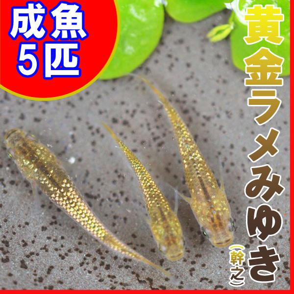 全商品オープニング価格特別価格 メダカ 黄金ラメみゆき 幹之 めだか 虹色ラメ 5匹セット Shipsctc Org