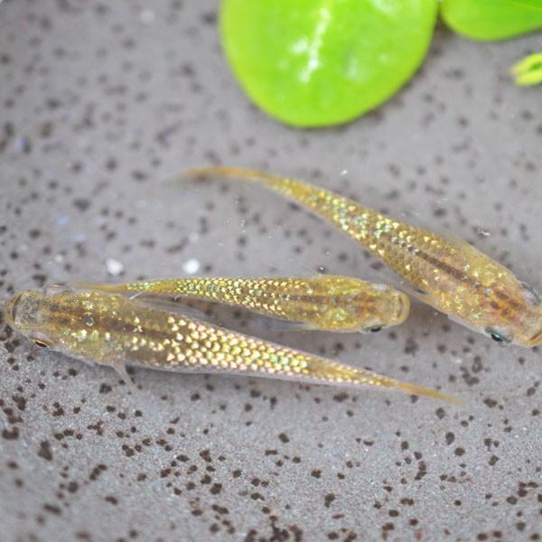 全商品オープニング価格特別価格 メダカ 黄金ラメみゆき 幹之 めだか 虹色ラメ 5匹セット Shipsctc Org