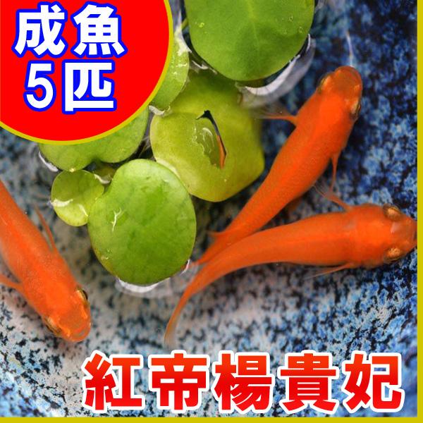 祭りめだか ショッピング店 メダカ 紅帝楊貴妃めだか 5匹セット 楽ギフ のし宛書