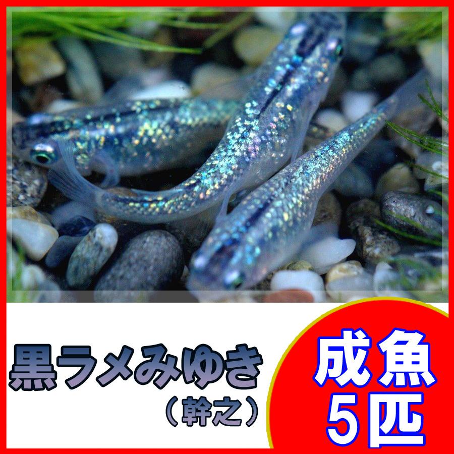 メダカ 黒ラメみゆき 幹之 めだか 虹色ラメ 5匹セット 開店記念セール! メダカ 黒ラメみゆき 幹之 めだか 虹色ラメ 5匹セット 開店記念セール!