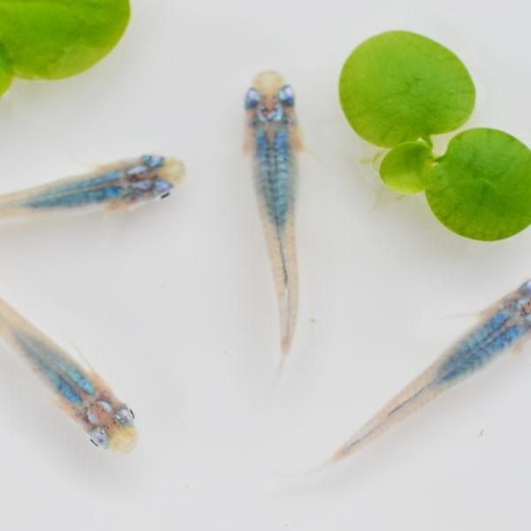 メダカ マリンブルーめだか 5匹セット 深海 Marineblue5 祭りめだか ヤフーショッピング店 通販 Yahoo ショッピング