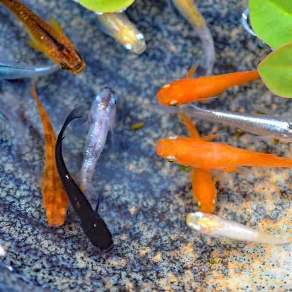 メダカ 祭りミックスめだか 稚魚 Ss Sサイズ 匹セット Mixss 祭りめだか ヤフーショッピング店 通販 Yahoo ショッピング