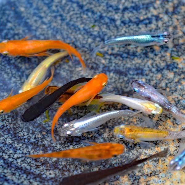 メダカ 祭りミックスめだか 稚魚 Ss Sサイズ 匹セット Mixss 祭りめだか ヤフーショッピング店 通販 Yahoo ショッピング
