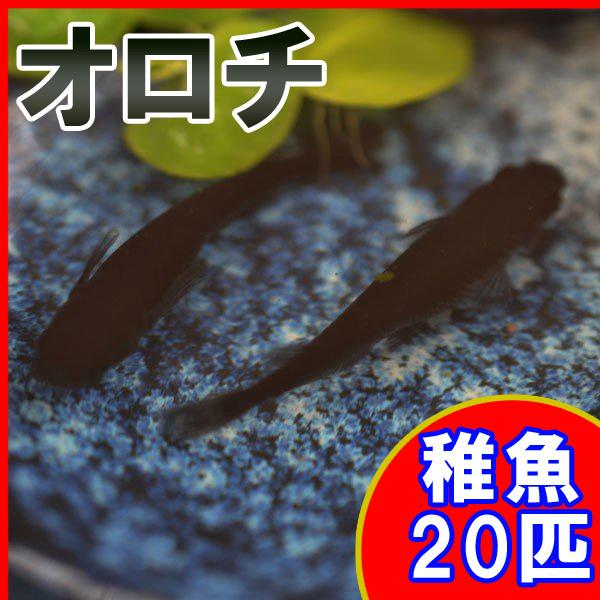 メダカ オロチめだか 稚魚 匹セット 未使用 Ss Sサイズ