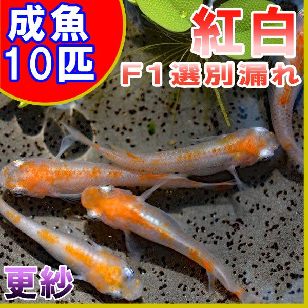 メダカ 紅白めだか 人気急上昇 更紗 F1 10匹セット