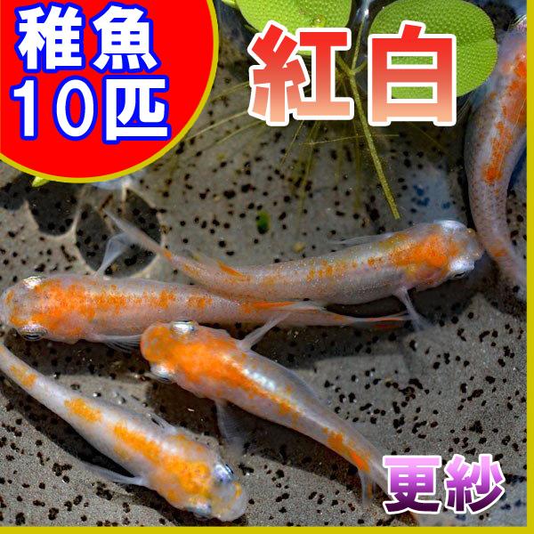 メダカ 紅白めだか 未選別 稚魚 Ss Sサイズ 10匹セット 更紗 ５周年祭り