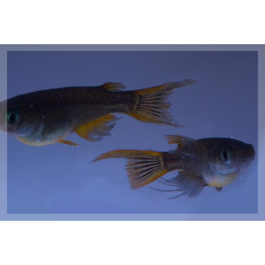 気質アップ メダカ スーパーブラック黄金スワローめだか 未選別 稚魚 Ss Sサイズ 10匹セット Sakcc Ca