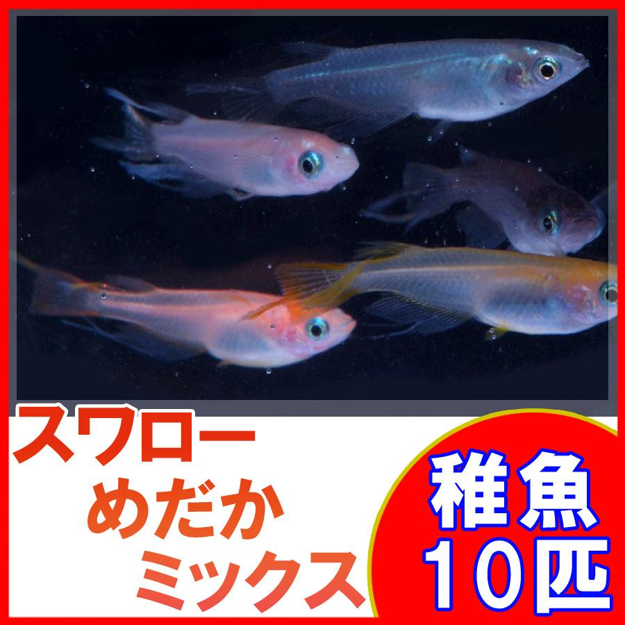 メダカ スワローめだかミックス 稚魚 Ss Sサイズ 10匹セット Swallowmixss10 祭りめだか ヤフーショッピング店 通販 Yahoo ショッピング