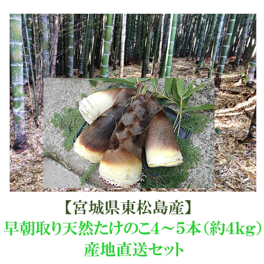 【宮城県東松島産】　早朝取り 天然 たけのこ（孟宗竹） 4本から5本 直送セット（約４ｋｇ）（Yahoo!・松島農販ヤフー店）