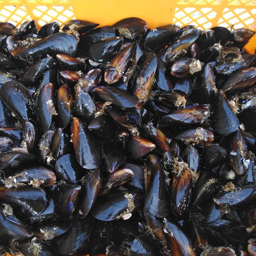 【むらさき】特注餌20kg 10％OFFクーポン有】生出荷 ムラサキイガイ20kg ムール貝 釣り餌