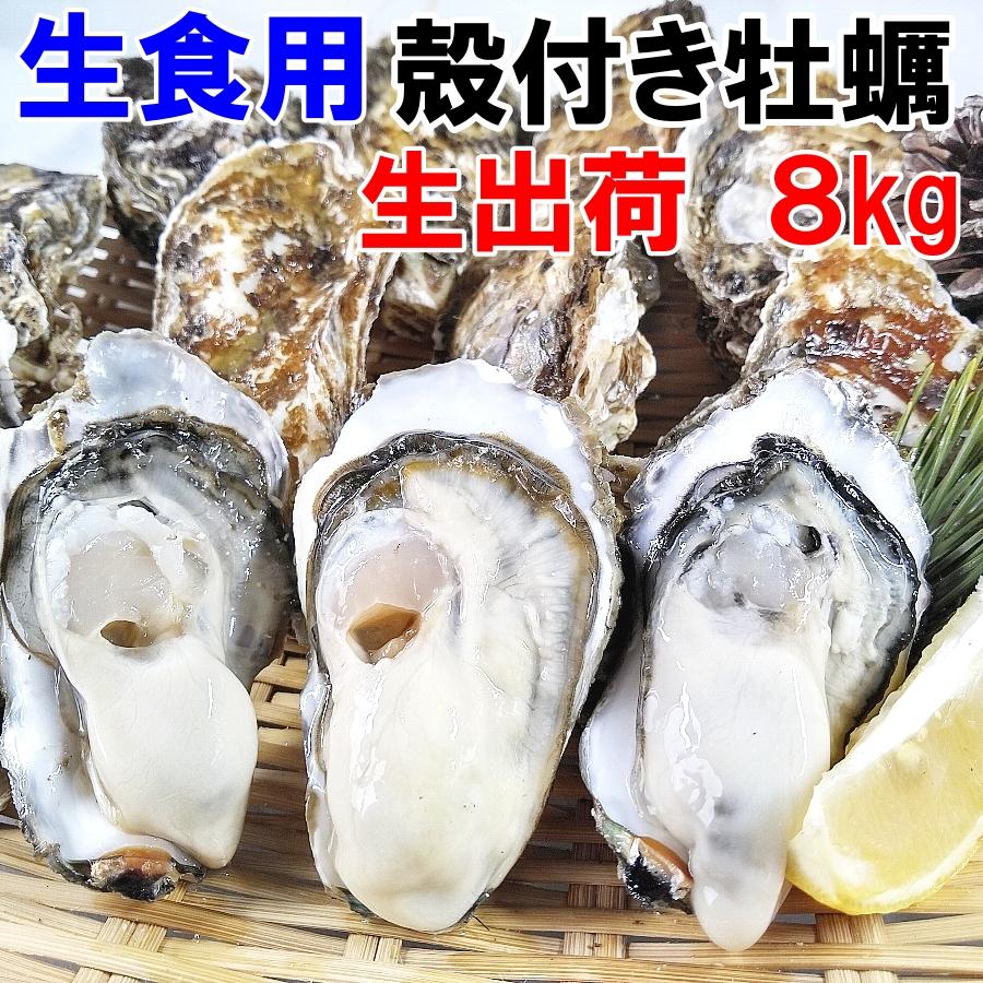 【10％OFFクーポン有】生牡蠣 生食用 殻付き牡蠣 8kg（約56-112粒）松島牡蠣屋 カキ魚介類 牡蛎 貝類 牡蛎 貝 オイスター oyster BBQ（Yahoo!・松島牡蠣屋-Yahoo!店）