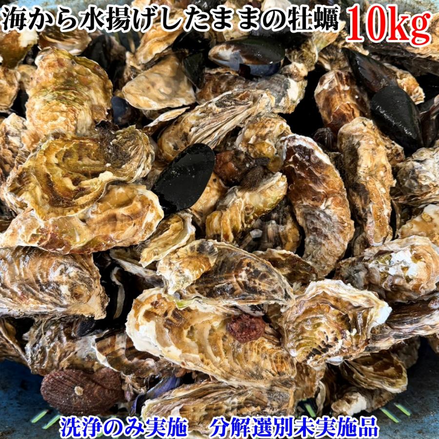 牡蠣たん 10％OFFクーポン有】海から水揚げしたままの牡蠣【要説明確認】10kg 生