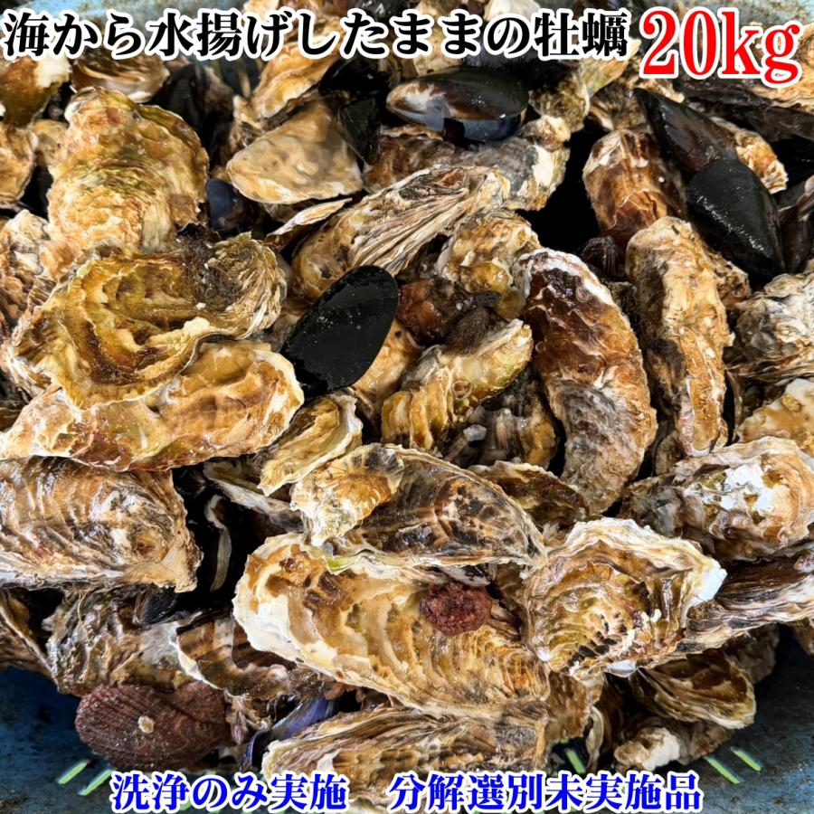 生牡蠣_mania 15％OFFクーポン】海から水揚げしたままの牡蠣【要説明確認】20kg 生