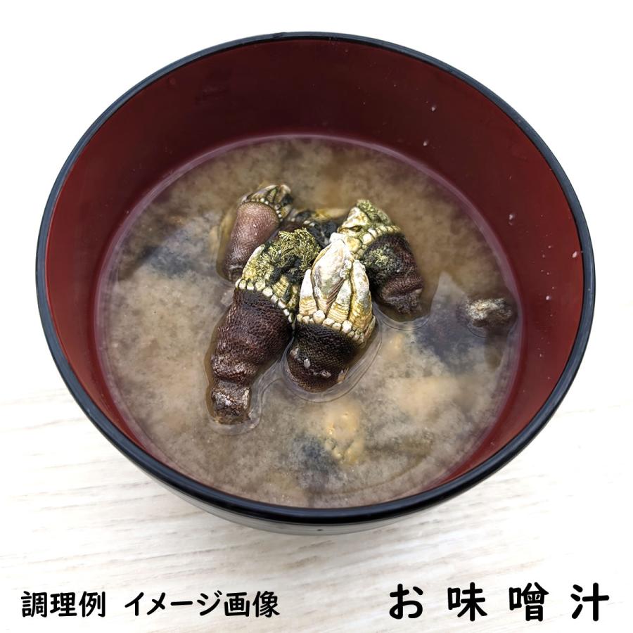 亀の手（カメノテ）（冷凍）小中サイズ 約500g （兵庫県浜坂産