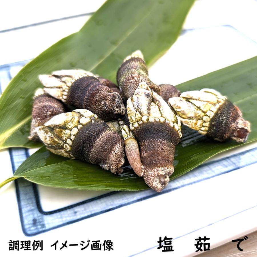 亀の手（カメノテ）（冷凍）小中サイズ 約500g （兵庫県浜坂産
