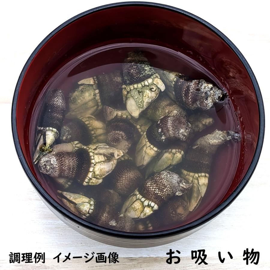 亀の手（カメノテ）（冷凍） 中大混合 約500g入 （兵庫県浜坂産