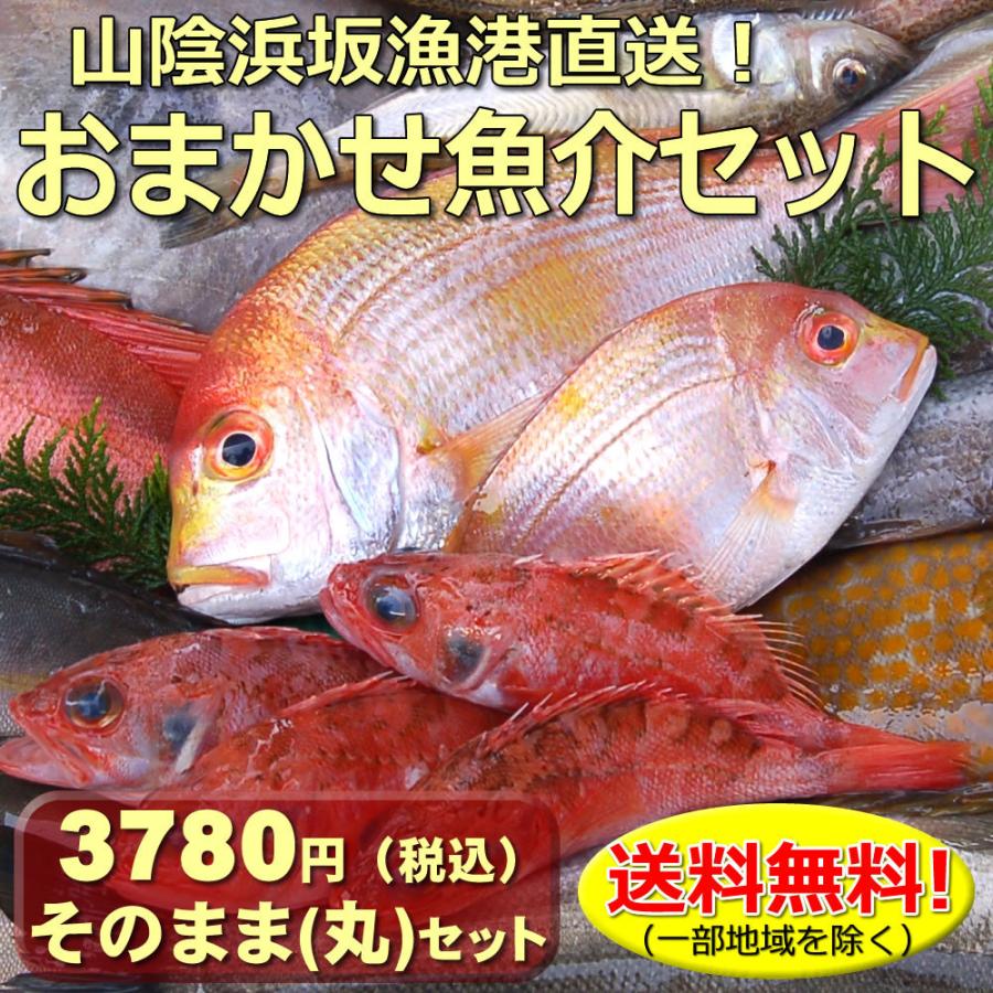 送料無料 山陰浜坂港直送 朝とれおまかせ鮮魚 魚介3780円（税込）セット (丸のまま・下処理なし) （海鮮 ギフト 魚介詰め合わせ、鮮魚ボックス）｜matubagani