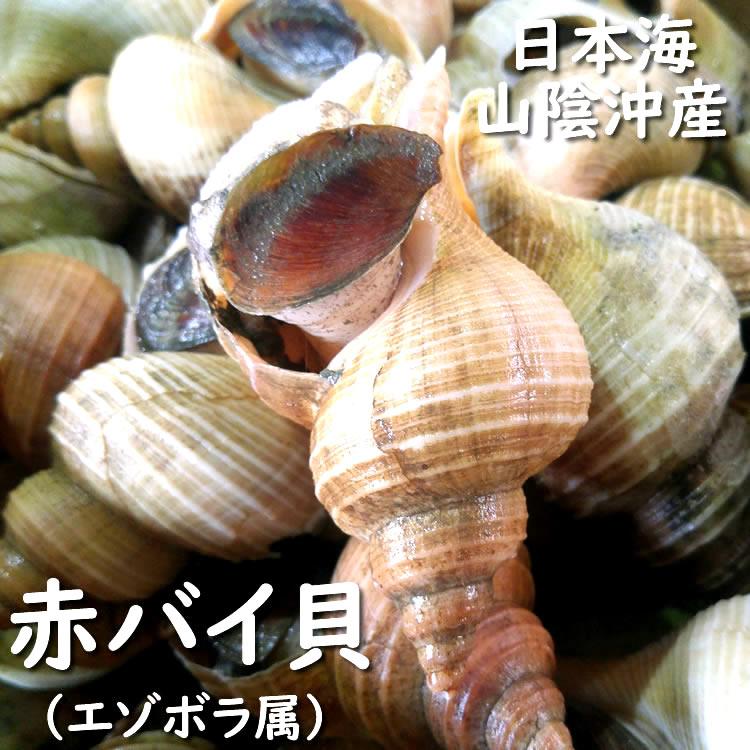 バイ貝10㎏ バイ貝むき身 ボイル（冷凍）約1kg[生食可] 兵庫県産 国産 ツブ貝