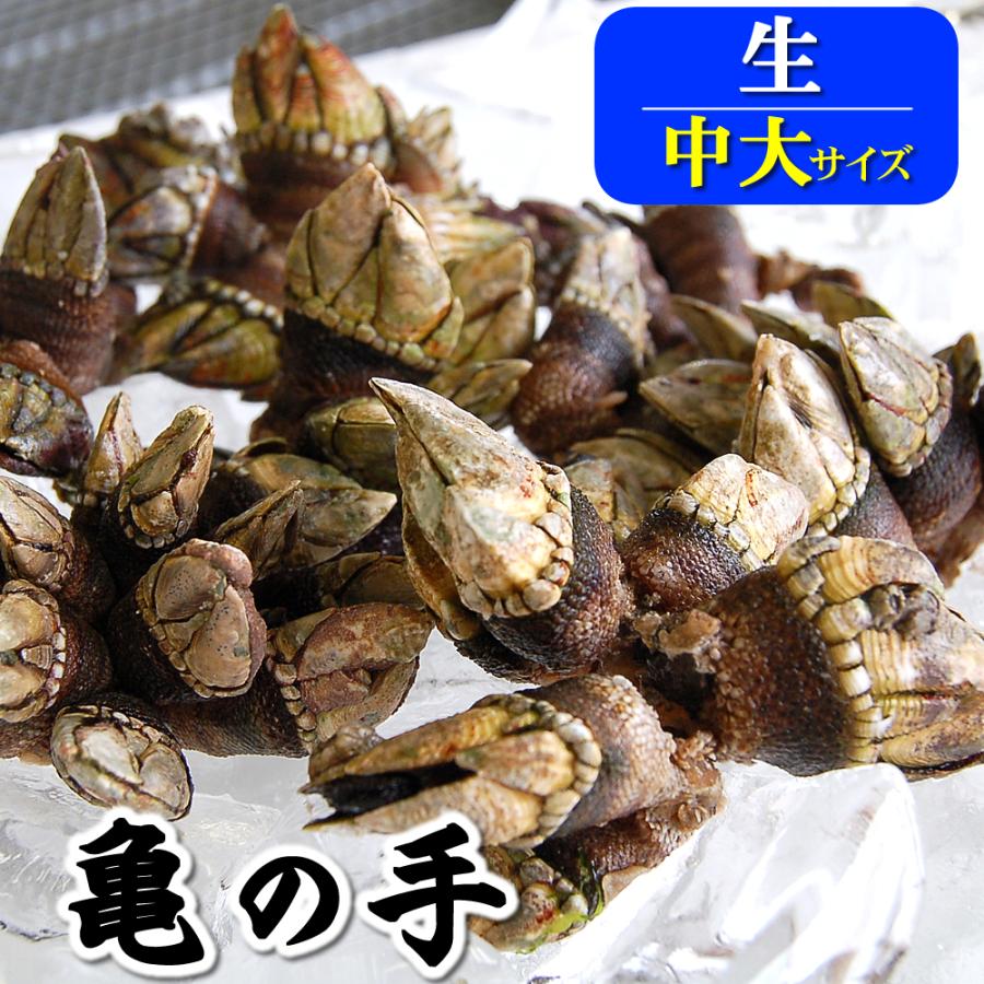 新物入荷 亀の手（カメノテ）（生）中大サイズ 約500g （兵庫県浜坂産