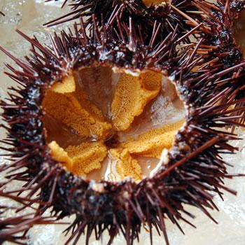 珍味 幻のアカウニ 生 小 2個入り 品質検査済 浜坂産 小粒ですが 雲丹 味が濃厚で うに 旨みがあります
