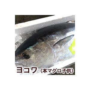 脂あります 刺身用 炙りヨコワ 本マグロの子 冷凍 片身分 480 540ｇ 兵庫浜坂産 よこわ まぐろ 鮪 刺身 よこわ 炙り フィレ Aburi Yokowa1 毎日漁港へ目利き一筋 かにの山米 通販 Yahoo ショッピング