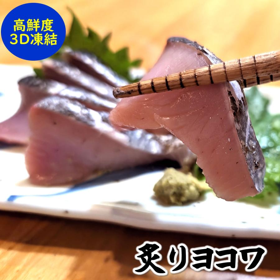 脂あります 刺身用 炙りヨコワ 本マグロの子 冷凍 片身分 540 600ｇ 兵庫