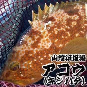 輝く高品質な 超高級魚 活 アコウ 生 1尾 約2 0 2 5ｋｇ 浜坂産 活かしてますので 発送直前に〆てお届け致します キジハタ アカミズ 赤水 気質アップ Diocesekabgayi Org