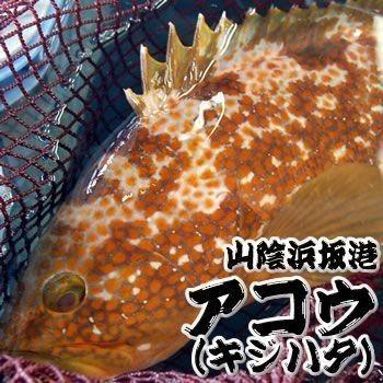 超高級魚 活 アコウ 生 超特大 1尾 約3 0 3 5ｋｇ 浜坂産 活かしてますので 発送直前に〆てお届け致します キジハタ アカミズ 赤水 18 237 90 140 Nip Io