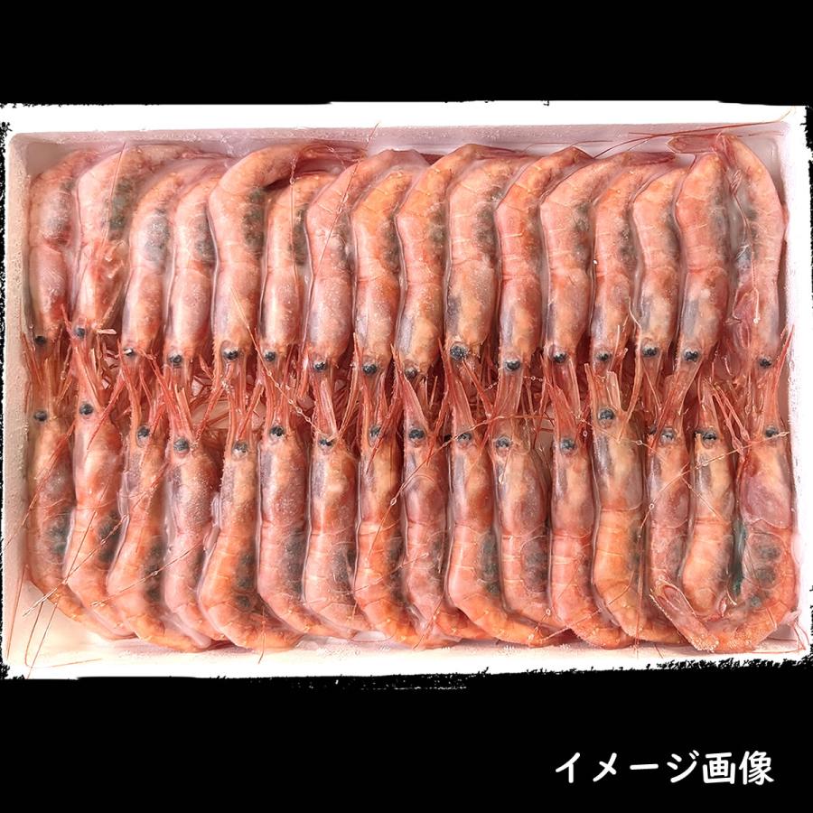 お刺身用 甘えび（船内冷凍）大サイズ 500g以上（山陰浜坂産）最もおいしい時期の大粒甘エビ（アマエビ・あまえび・あまえび） : 毎日漁港へ ...